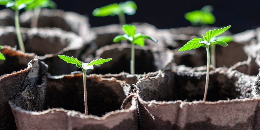 requirements for healthy seedlings: Correct container