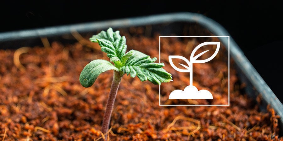 Everything About Cannabis Seedlings