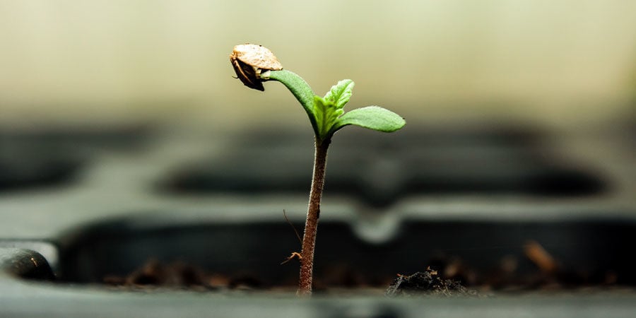 Cannabis Seedlings Care Tips for UK Gardeners