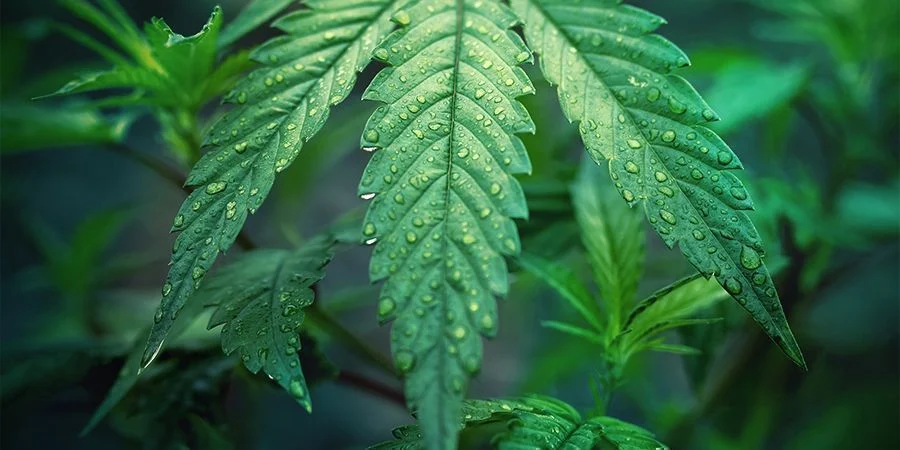 Watering During Vegetation