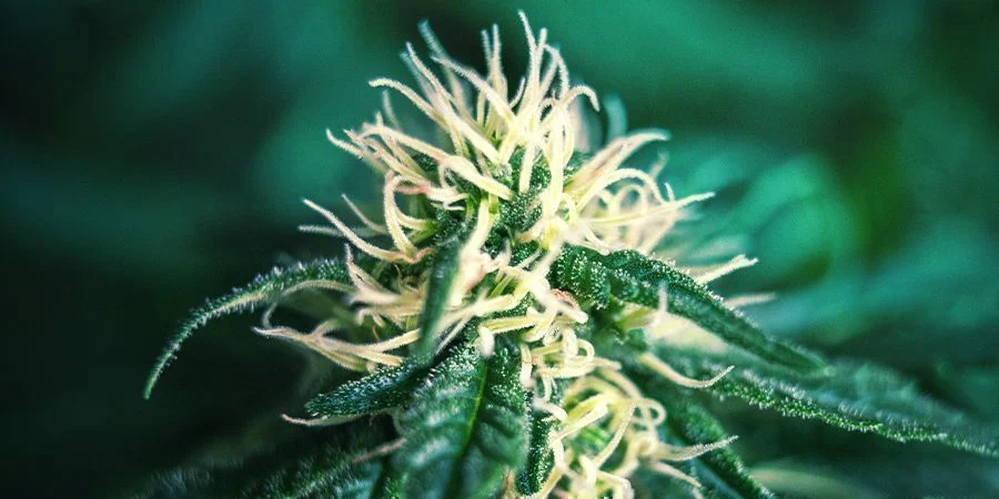 Late Flowering Cannabis - Maturation Stage