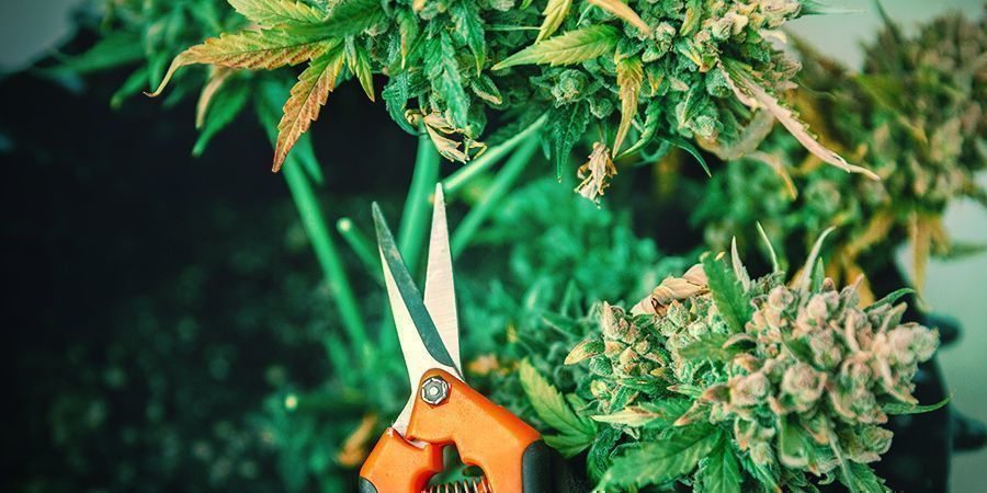 STEP 1: CUTTING THE PLANTS