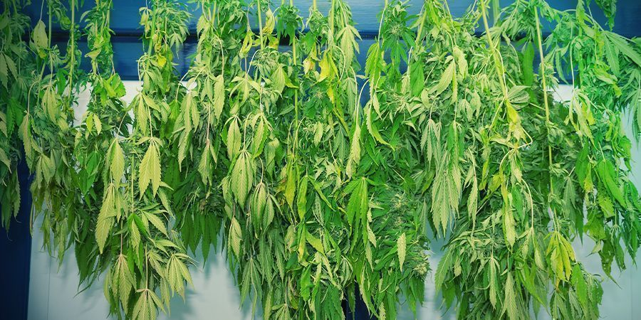 STEP 3: DRYING YOUR CANNABIS BUDS