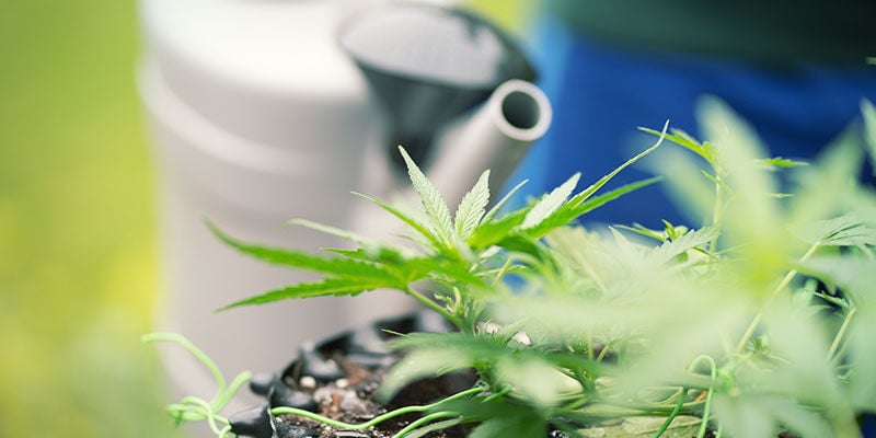 How to flush cannabis plants