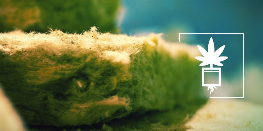 GROWING CANNABIS IN ROCKWOOL