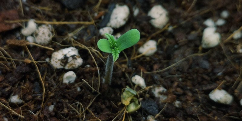 Germination and seedling stage