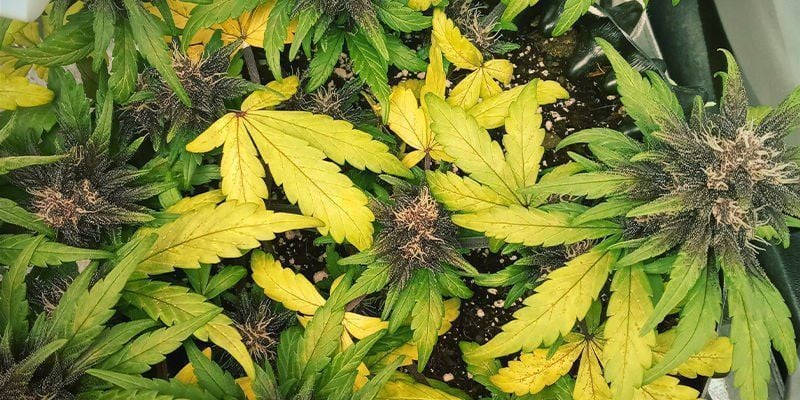 What nitrogen deficiency looks like in cannabis