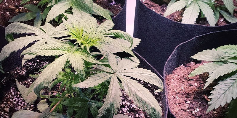 What nitrogen toxicity looks like in cannabis plants