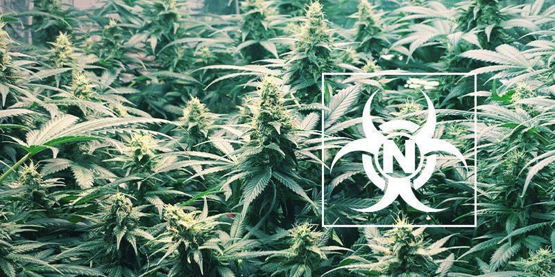 Nitrogen Toxicity In Cannabis Plants