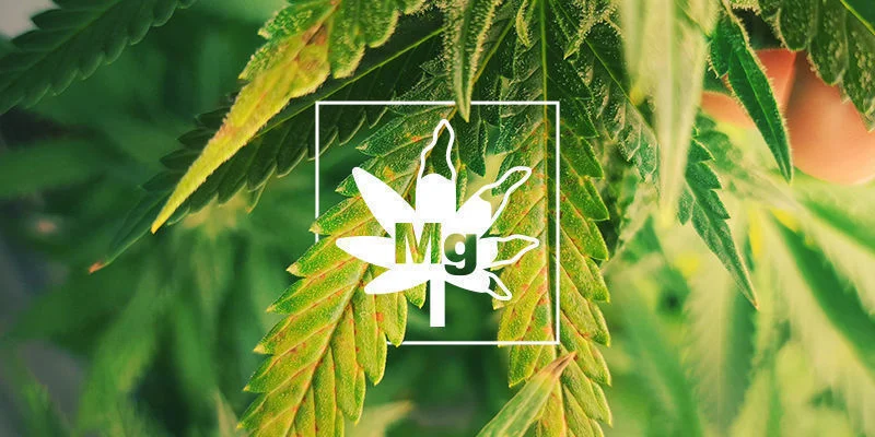 Magnesium Deficiency In Cannabis Plants 