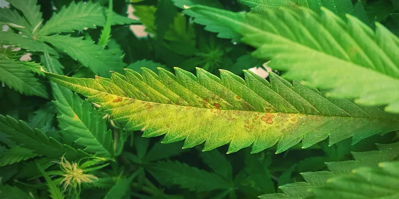 What a magnesium deficiency looks like in a cannabis plant