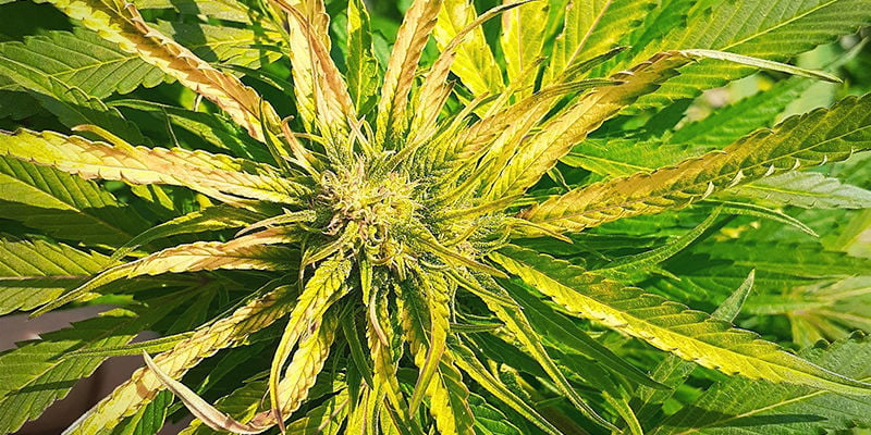 What a Sulphur deficiency looks like in a cannabis plant