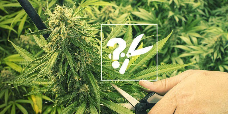 When To Harvest Cannabis Plants