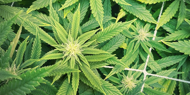 What zinc deficiency looks like in cannabis plants