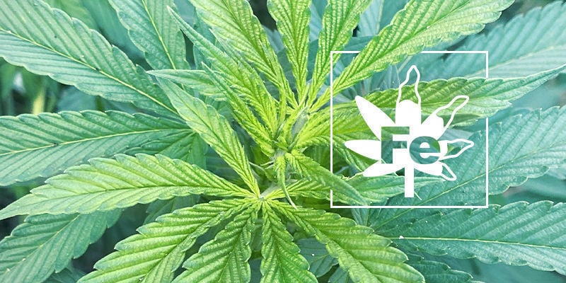 Iron Deficiency In Cannabis Plants
