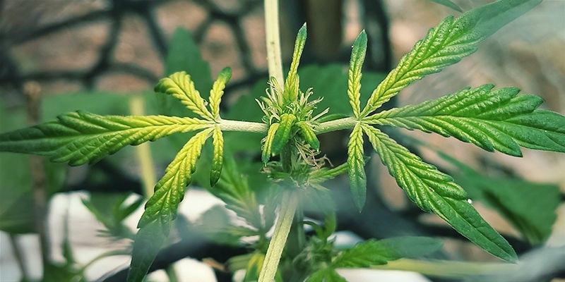 What iron deficiency looks like in cannabis plants