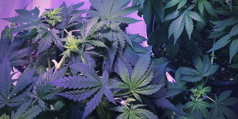 What iron deficiency looks like in cannabis plants