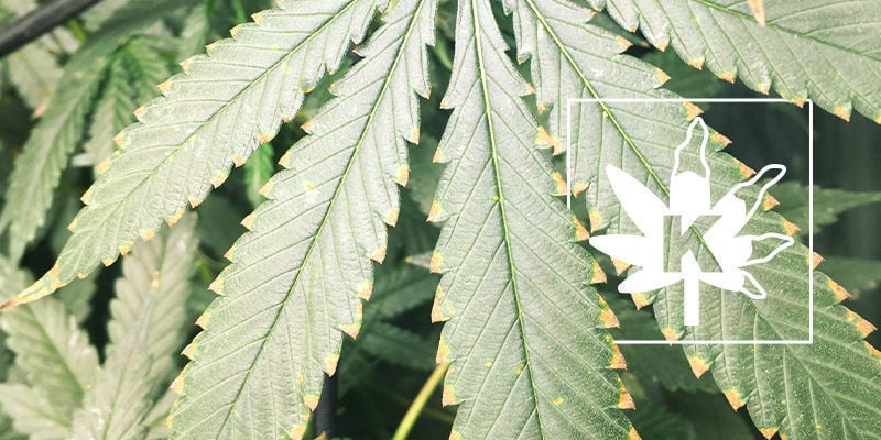 Potassium Deficiency In Cannabis Plants