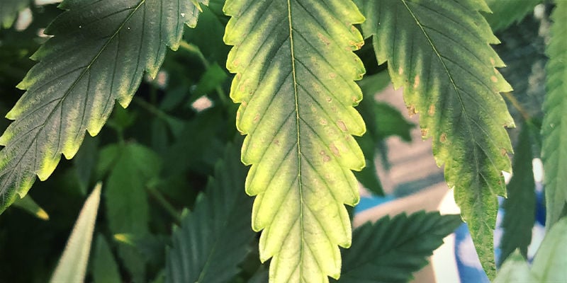 What potassium deficiency looks like in cannabis plants