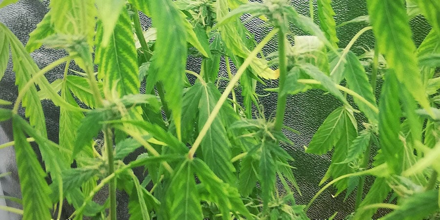 underwatered cannabis plants