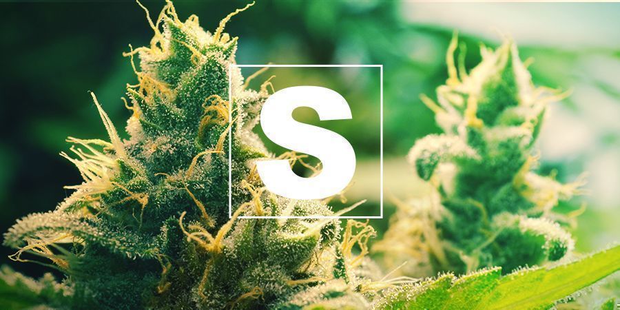 Sulphur And Cannabis Plants