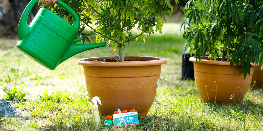 Keep Your Roots Happy, Healthy, And Free
