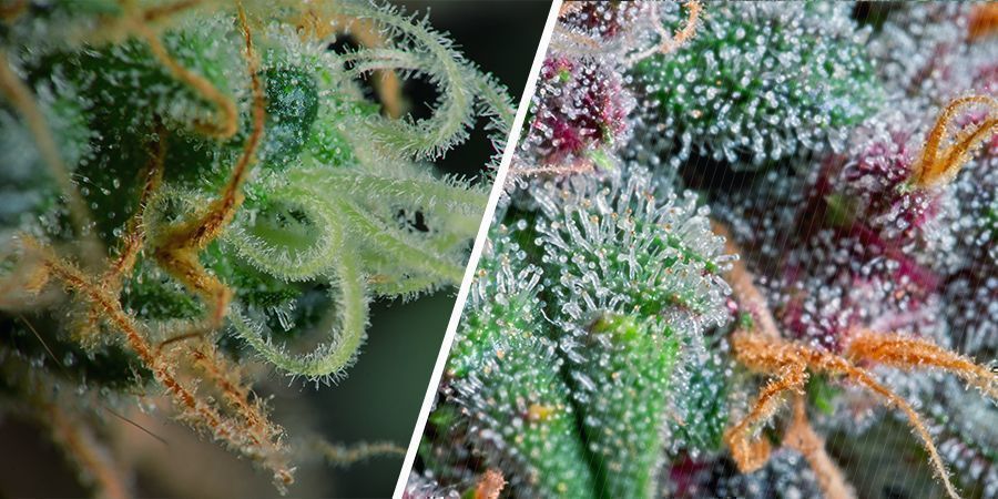 TYPES OF TRICHOMES