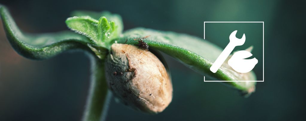 Cannabis Germination Troubleshooting