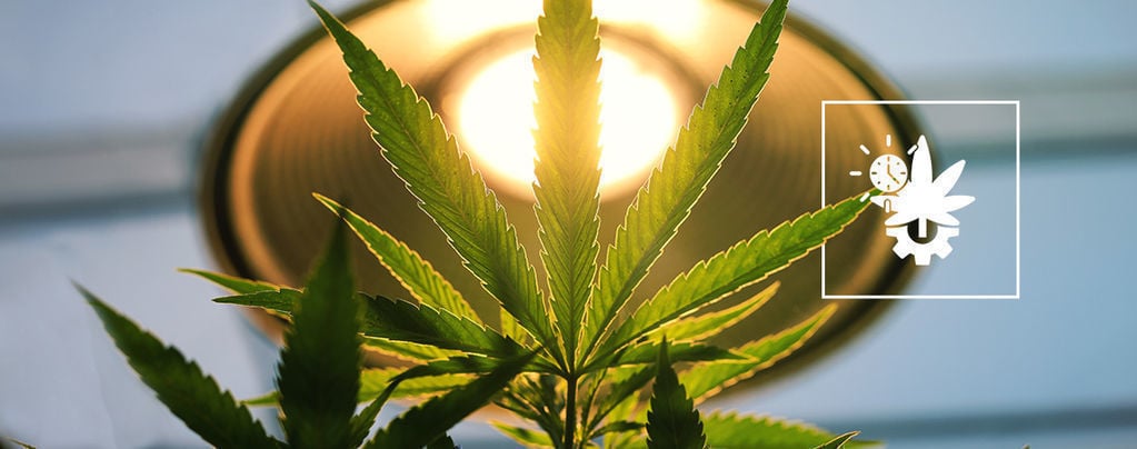 How Much Light Should You Give Autoflowers