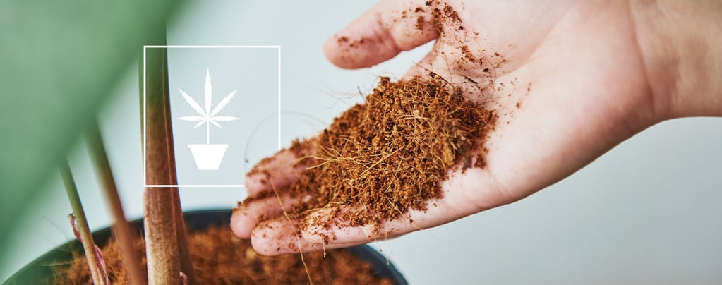 Everything you need to know about growing cannabis in coco coir 