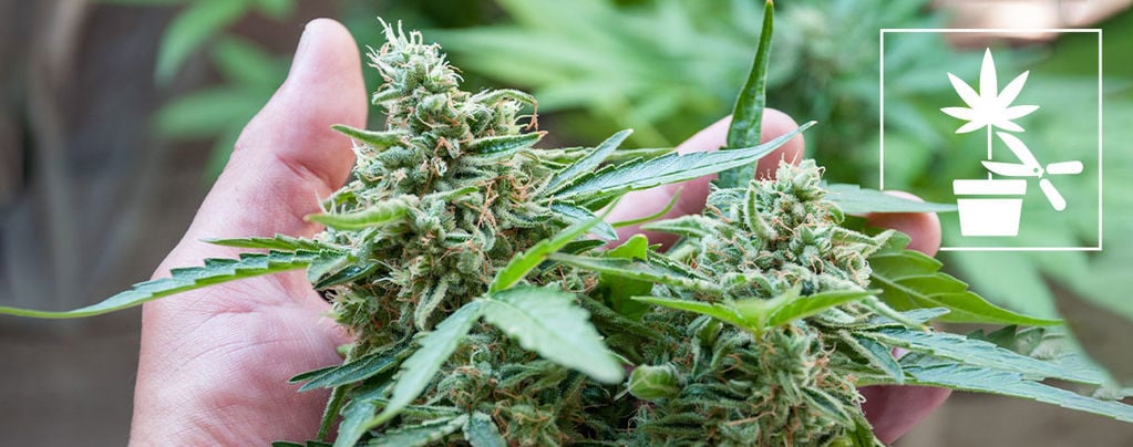 The Complete Beginners Guide To Different Cannabis Plant Training Techniques