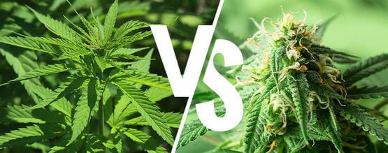 A Fresh Look At The Effects Of Indica And Sativa Strains