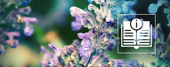 Catnip: Everything You Need To Know