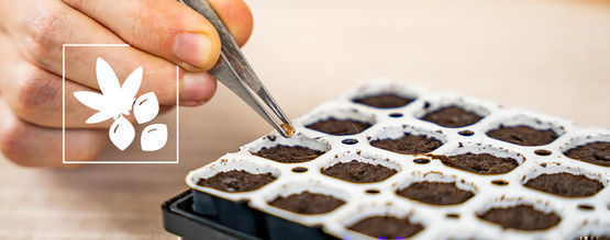 Germinating Seeds With The Smart Start