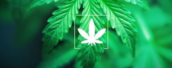 What Is Cannabis Indica?