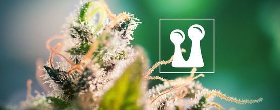 Everything You Need To Know About Trichomes