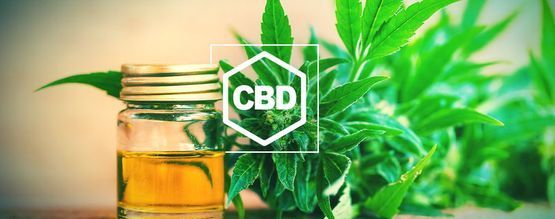 Everything You Need To Know About CBD