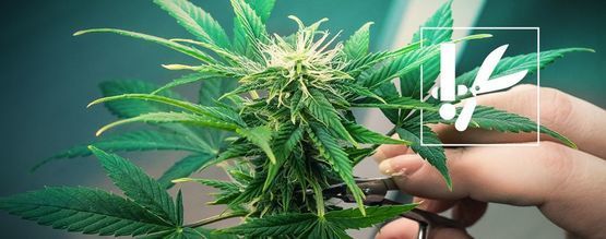 Cannabis Trimming Techniques And Tips