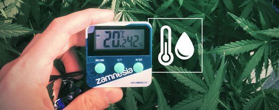 Humidity In The Cannabis Grow Space