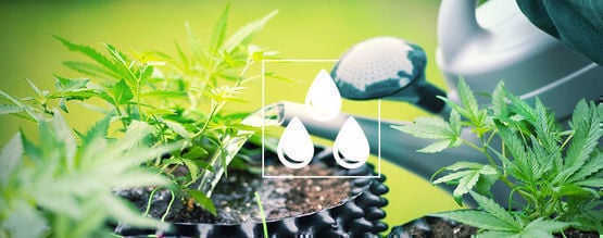 When And How To Flush Your Cannabis Plants