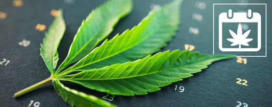 Zamnesia's Outdoor Cannabis Grow Calendar