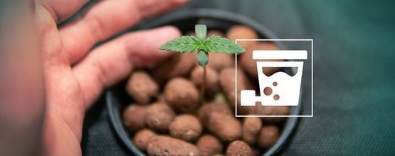 How To Grow Huge Yields Of Cannabis Using DWC Hydroponics