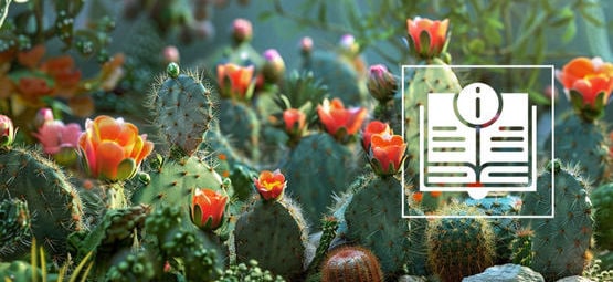 The Ultimate Mescaline Cactus Guide