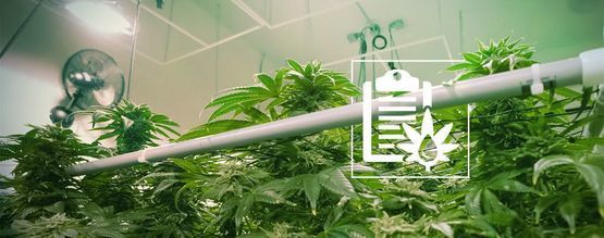 The Different Types Of Hydroponic Systems For Growing Cannabis
