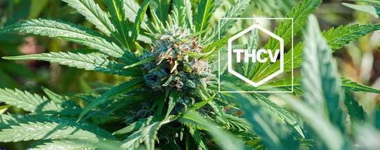 Everything You Need To Know About THCV