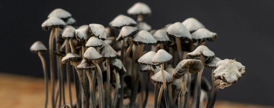 How To Grow Copelandia Mushroom Grow Kits