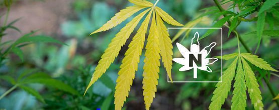 Nitrogen Deficiency In Cannabis Plants