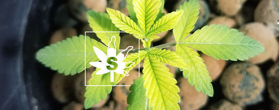 Sulphur Deficiency In Cannabis Plants 