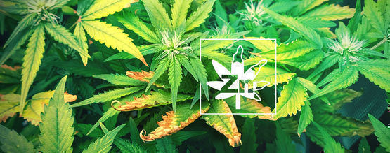 ﻿Zinc Deficiency In Cannabis Plants