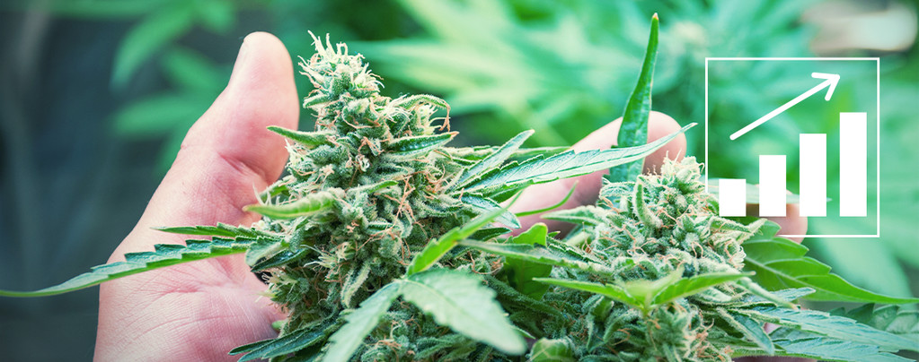 Increase Cannabis Yields